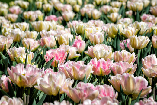 1058762 (a): :2500x1668